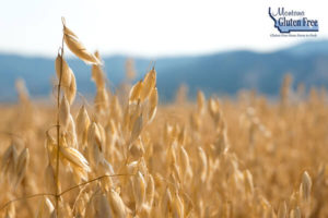 Oat crop ready for harvest